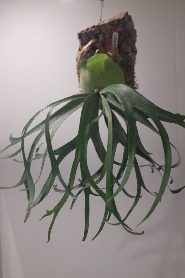 タグ付親株(^^) P. Willinckii ‘Moonlight’ (vp)