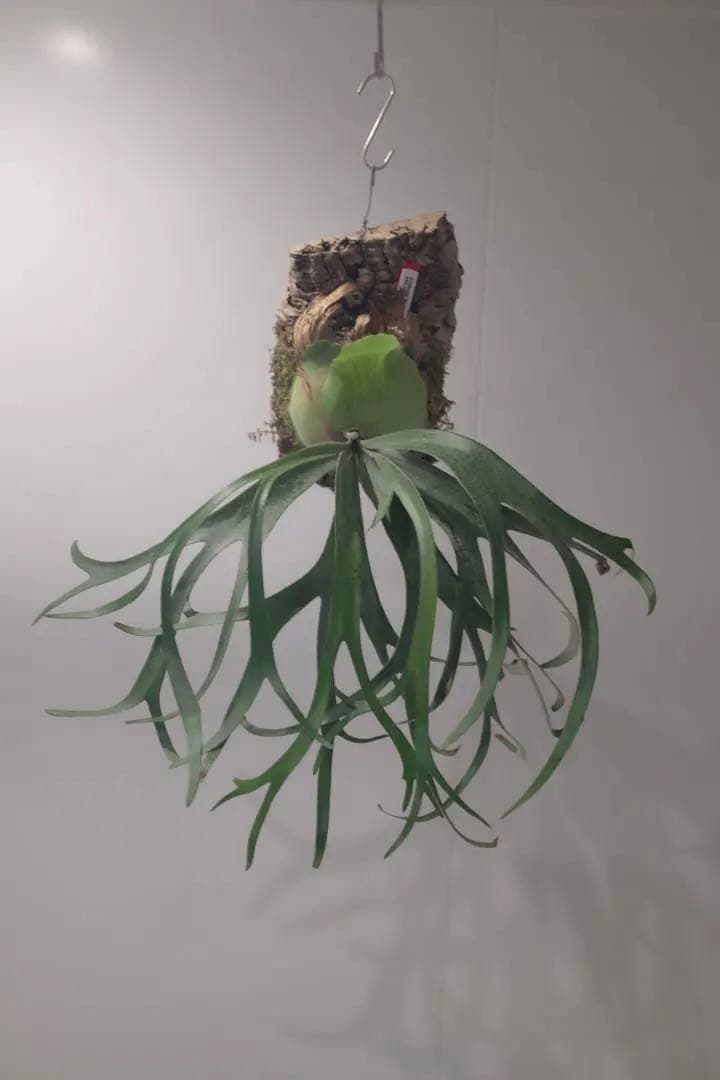 タグ付親株(^^) P. Willinckii ‘Moonlight’ (vp)