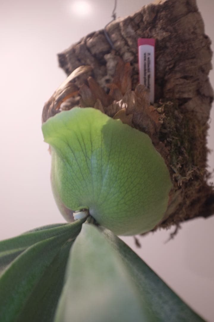 タグ付親株(^^) P. Willinckii ‘Moonlight’ (vp)