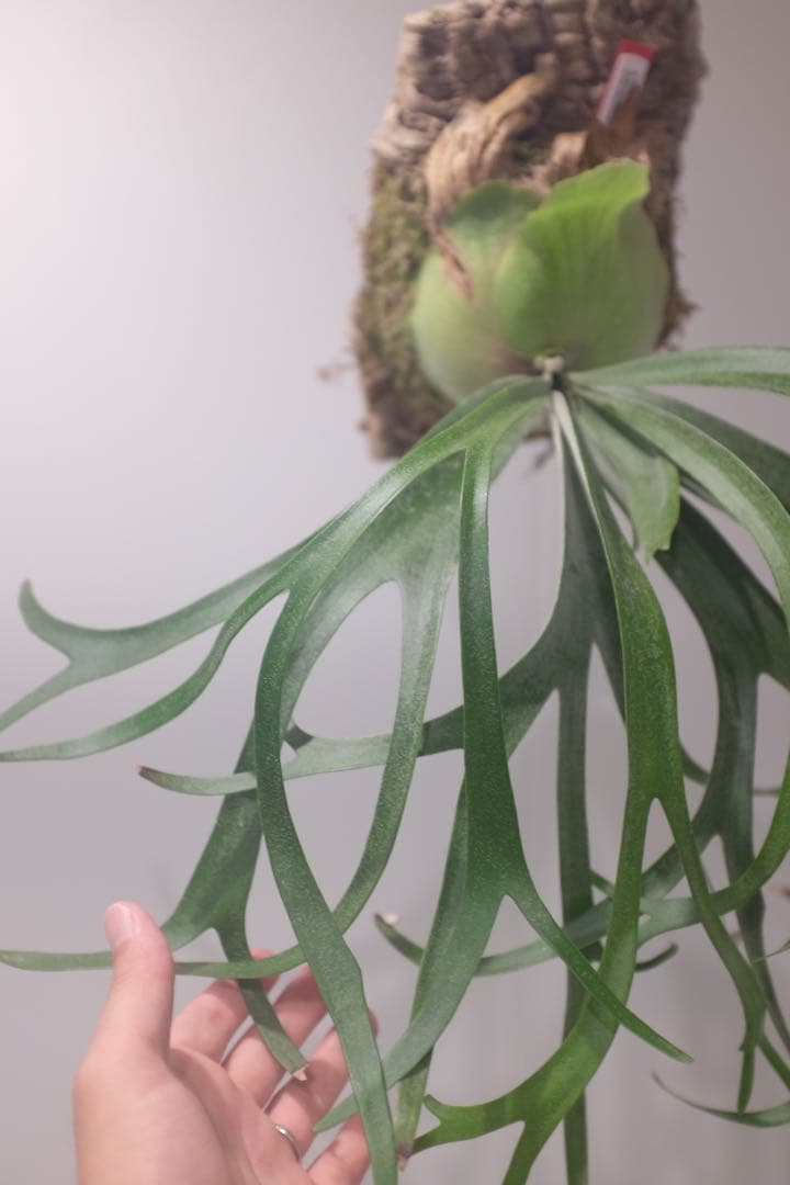 タグ付親株(^^) P. Willinckii ‘Moonlight’ (vp)