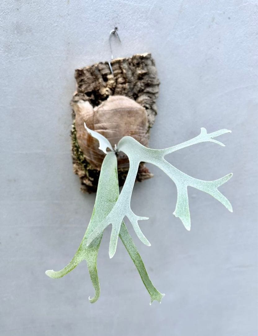 タグ付親株(^^) P. Willinckii ‘Moonlight’ (vp)