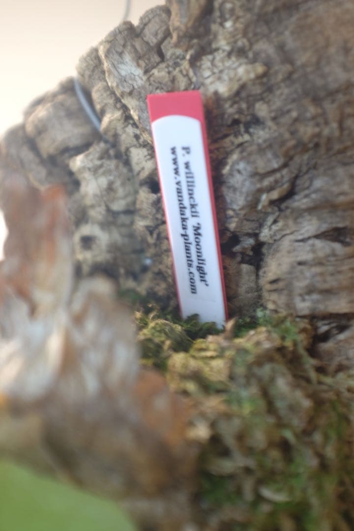 タグ付親株(^^) P. Willinckii ‘Moonlight’ (vp)