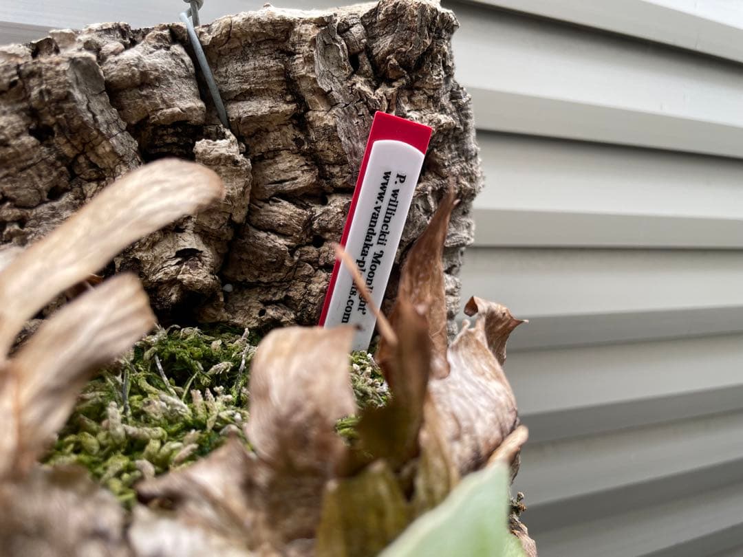 タグ付親株(^^) P. Willinckii ‘Moonlight’ (vp)