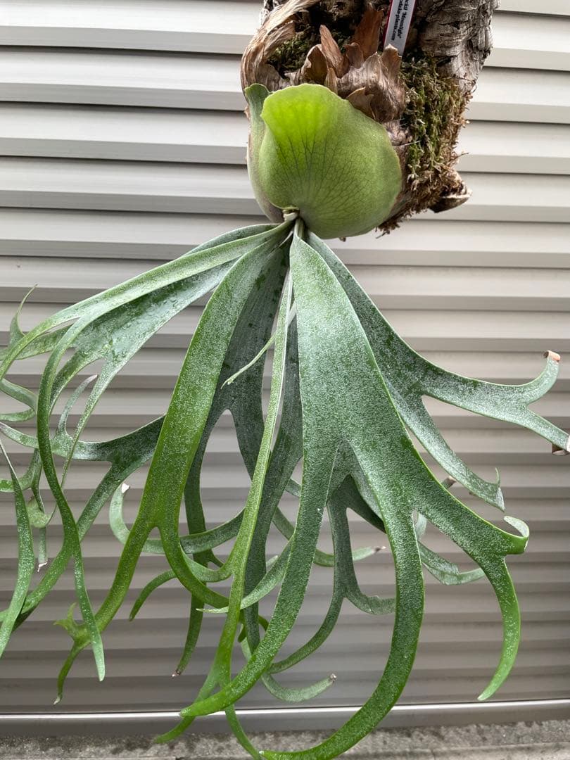 タグ付親株(^^) P. Willinckii ‘Moonlight’ (vp)