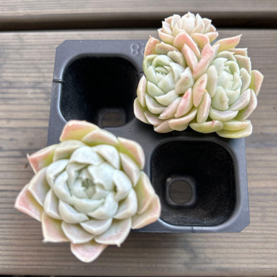 ともちゃん☆プロフ必読願います☆様 リクエスト 3点 まとめ商品