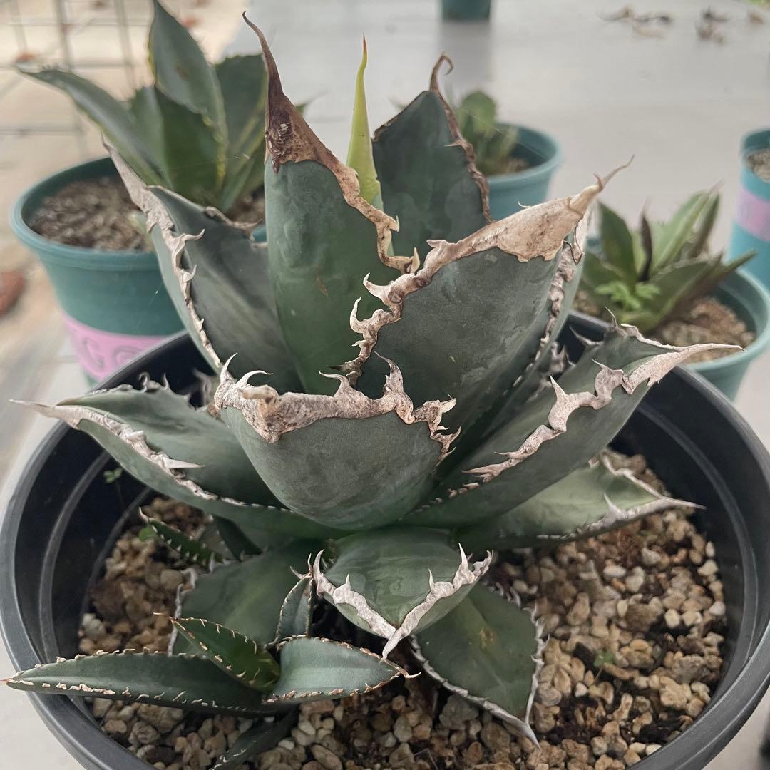 多肉植物アガベ チタノタ 狼人  極上大株 子株付