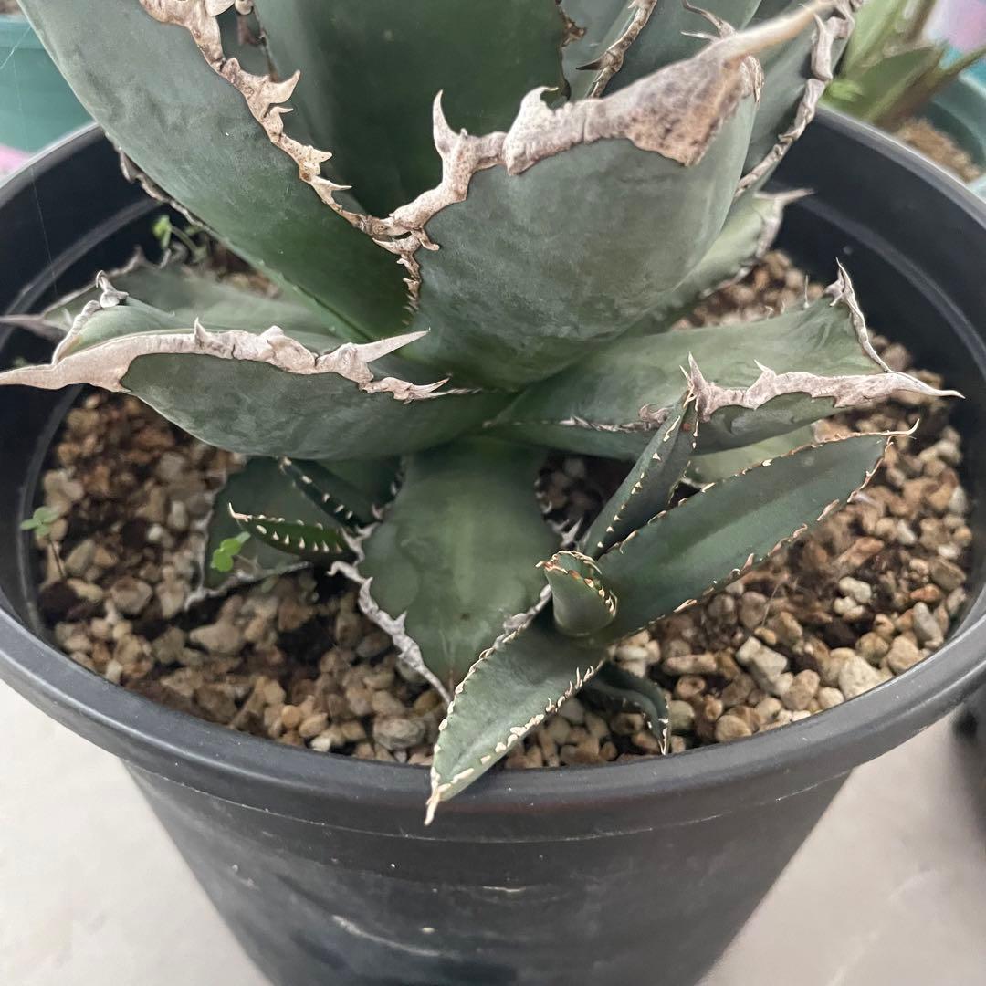 多肉植物アガベ チタノタ 狼人  極上大株 子株付