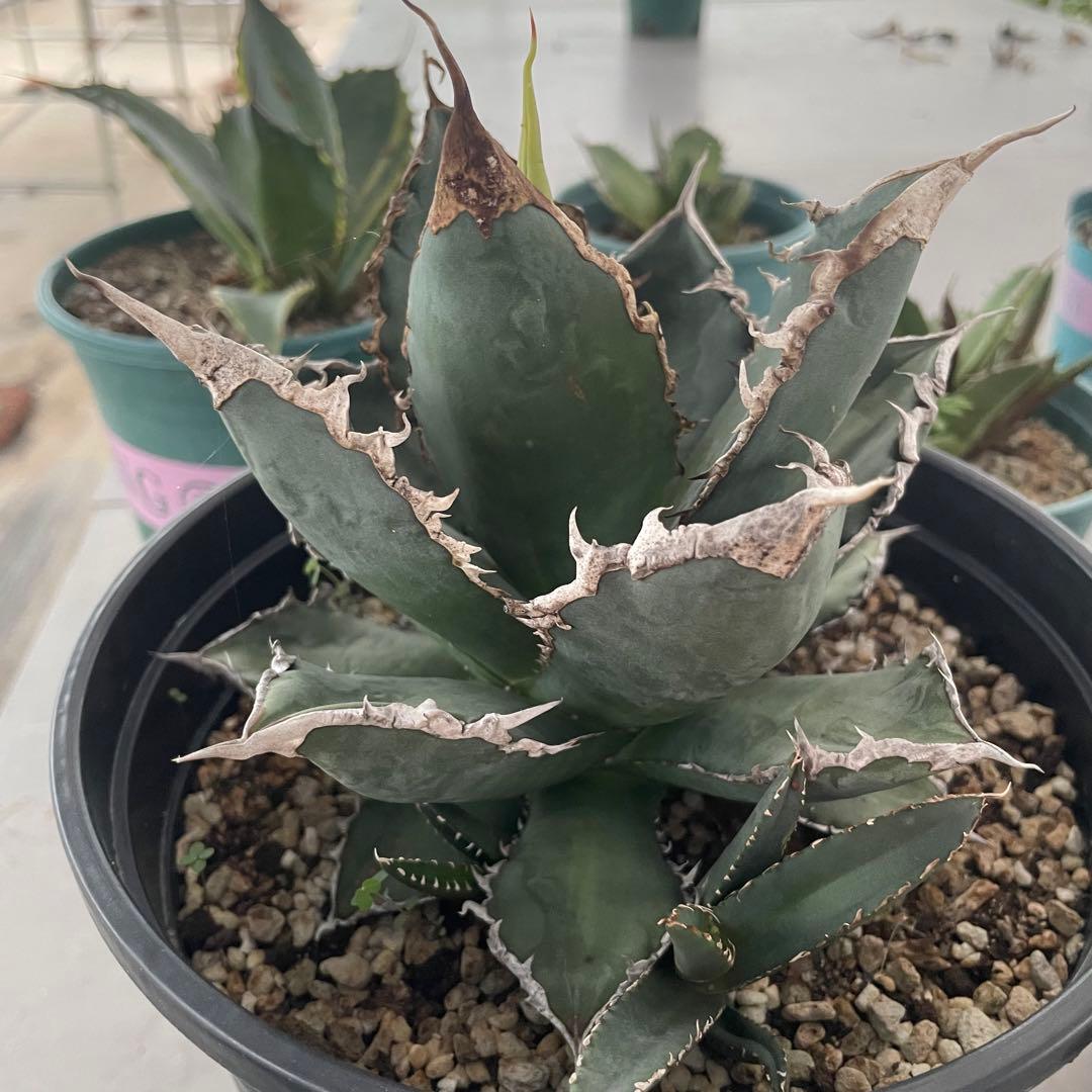 多肉植物アガベ チタノタ 狼人  極上大株 子株付