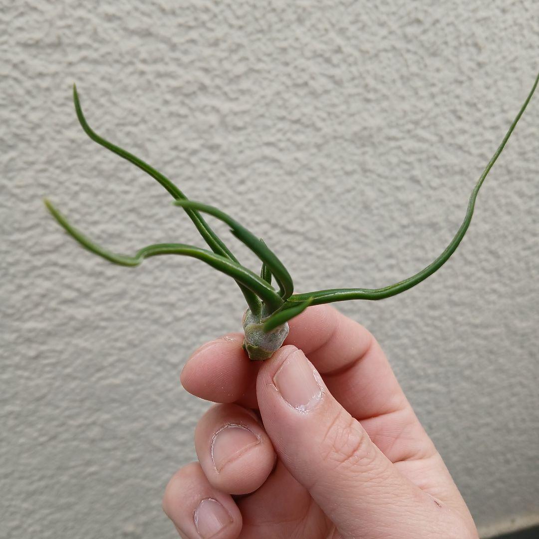 tillandsia bulbosa forma alba
