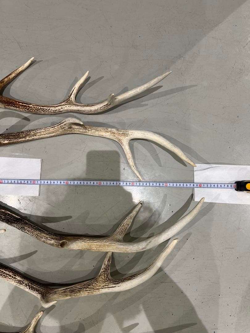 鹿の角 約60〜70cm 5本