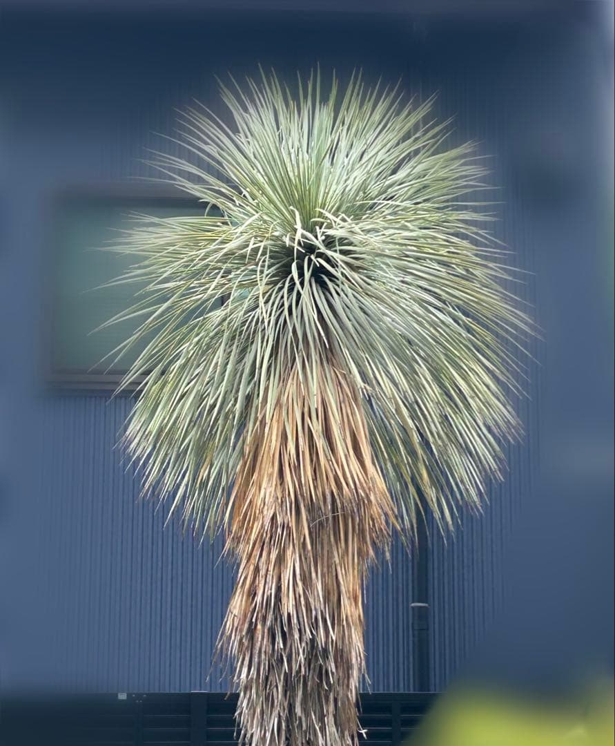 ◆ ユッカ ロストラータ ◆ダブルヘッド◆引取限定