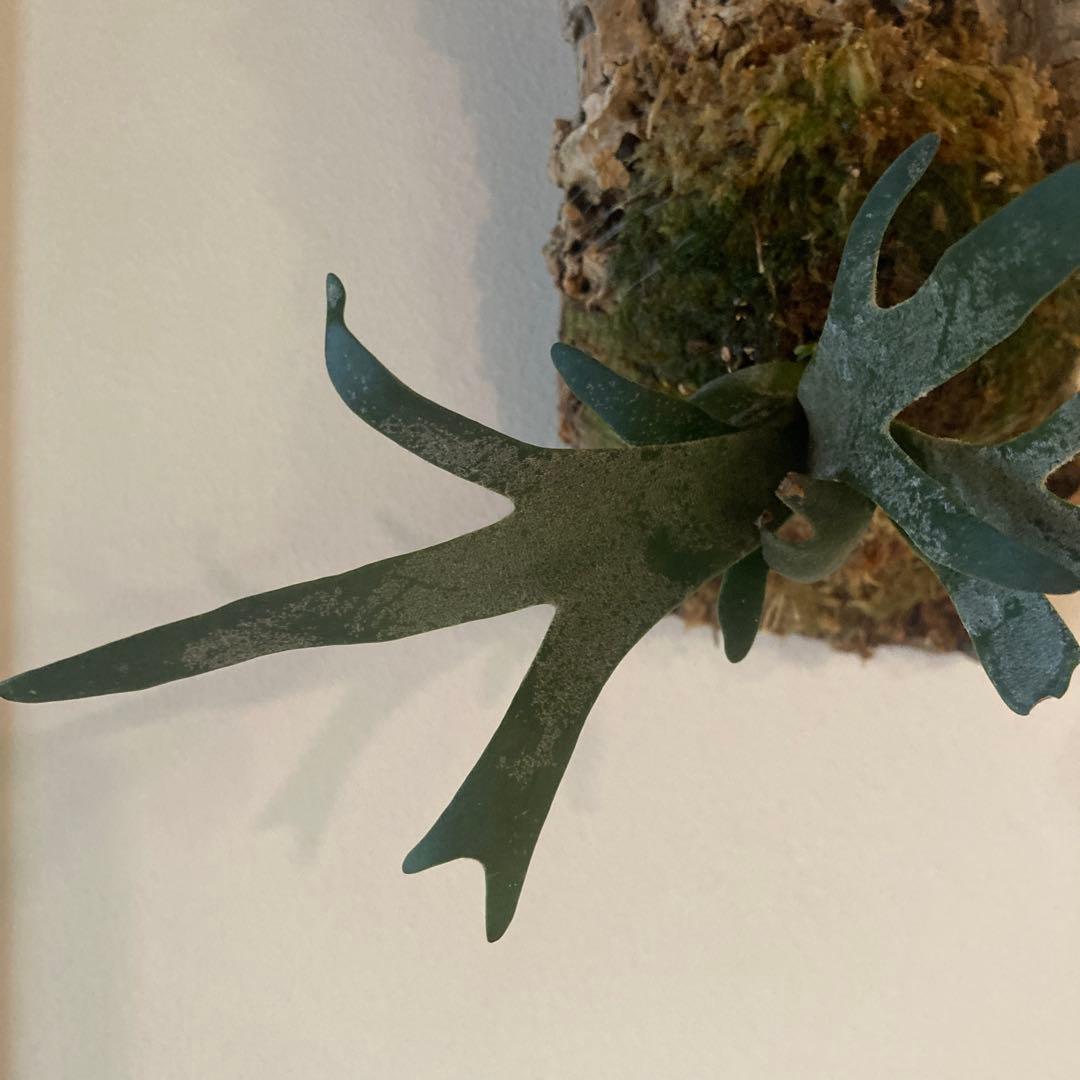 P.Willinckii Bacteria sporelingウイリンキー