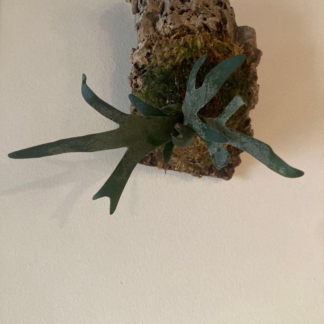 P.Willinckii Bacteria sporelingウイリンキー