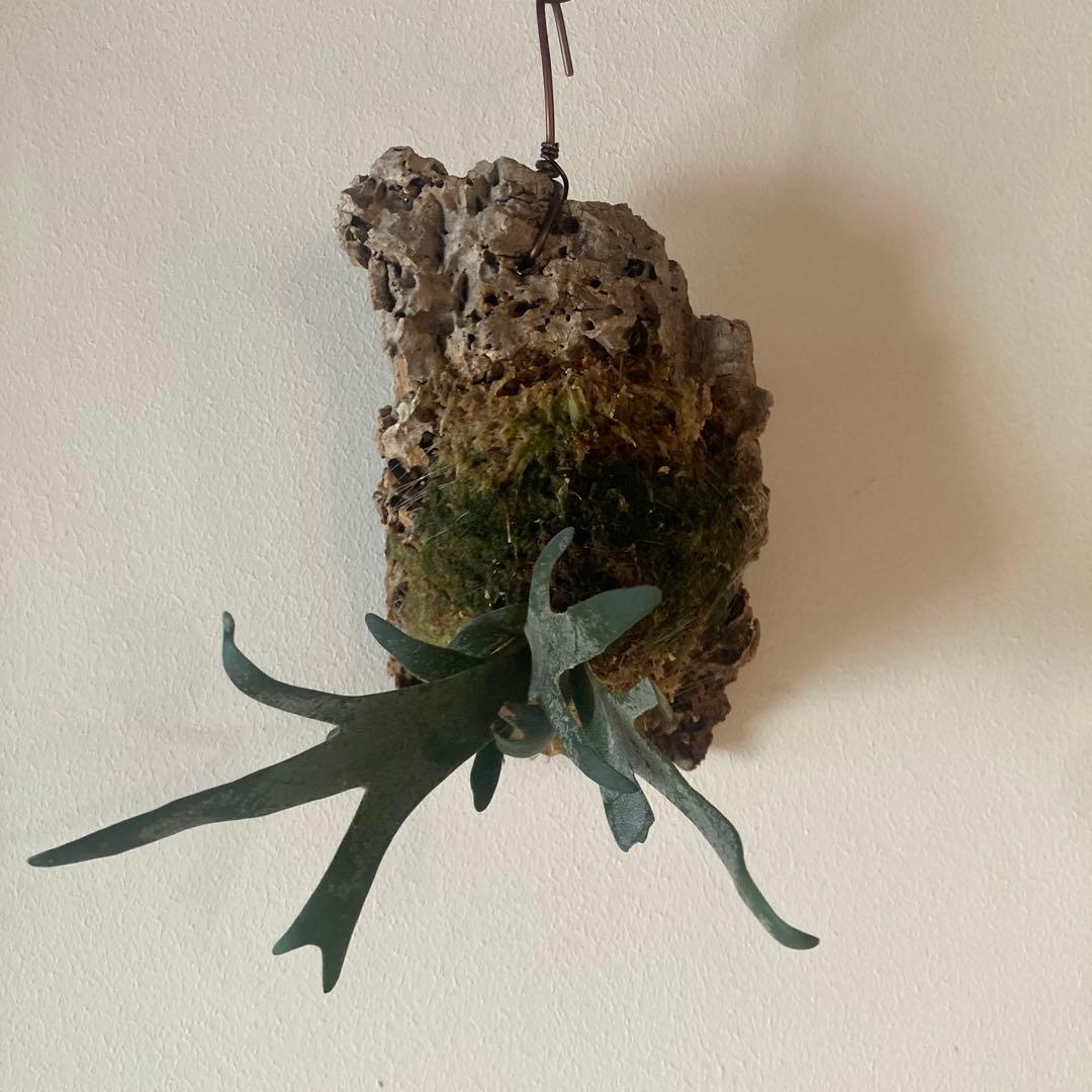 P.Willinckii Bacteria sporelingウイリンキー