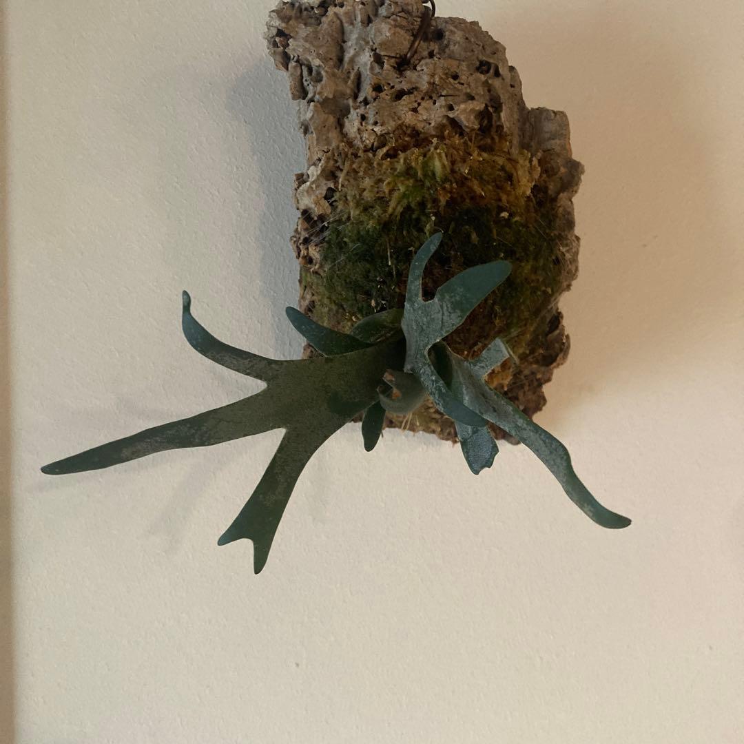 P.Willinckii Bacteria sporelingウイリンキー