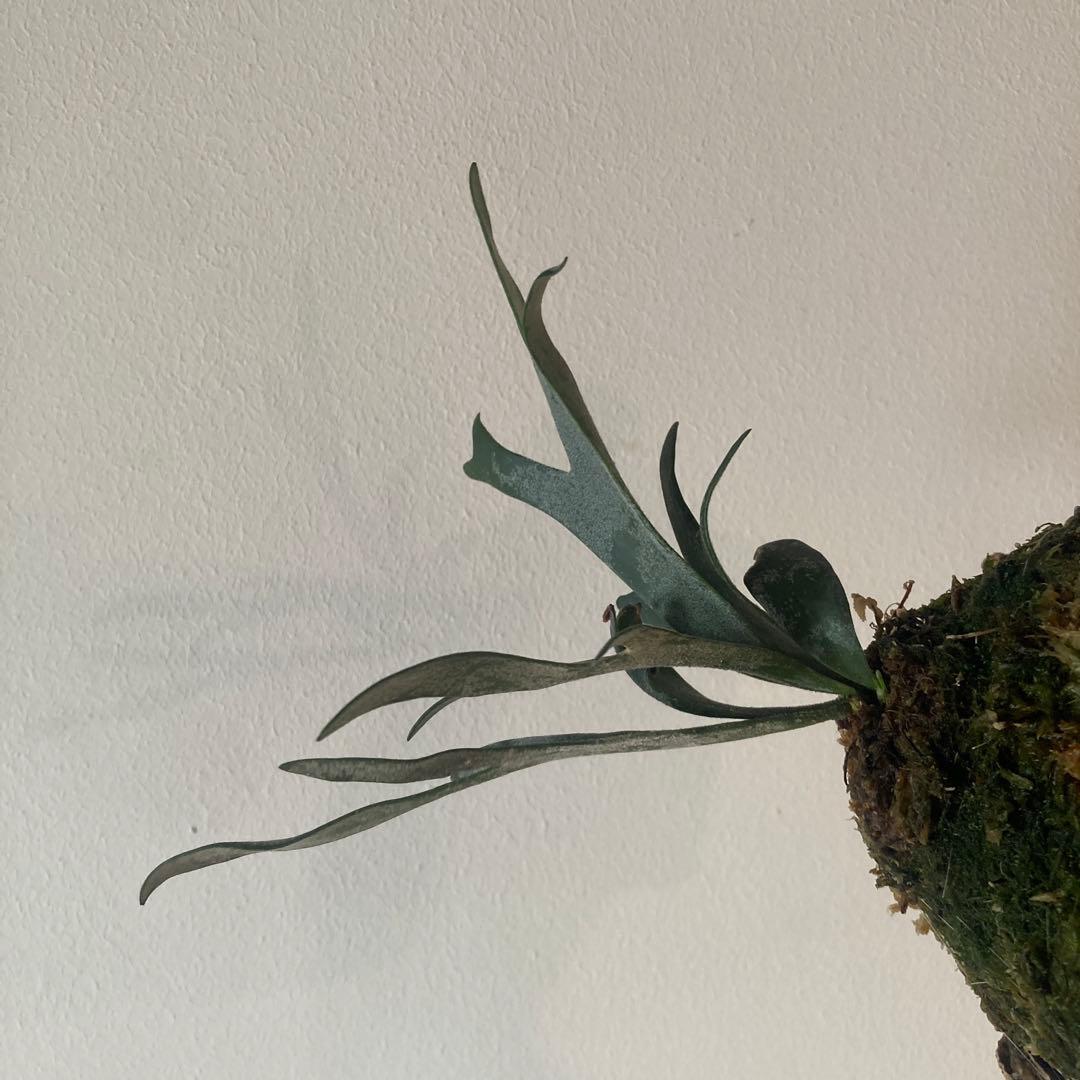 P.Willinckii Bacteria sporelingウイリンキー