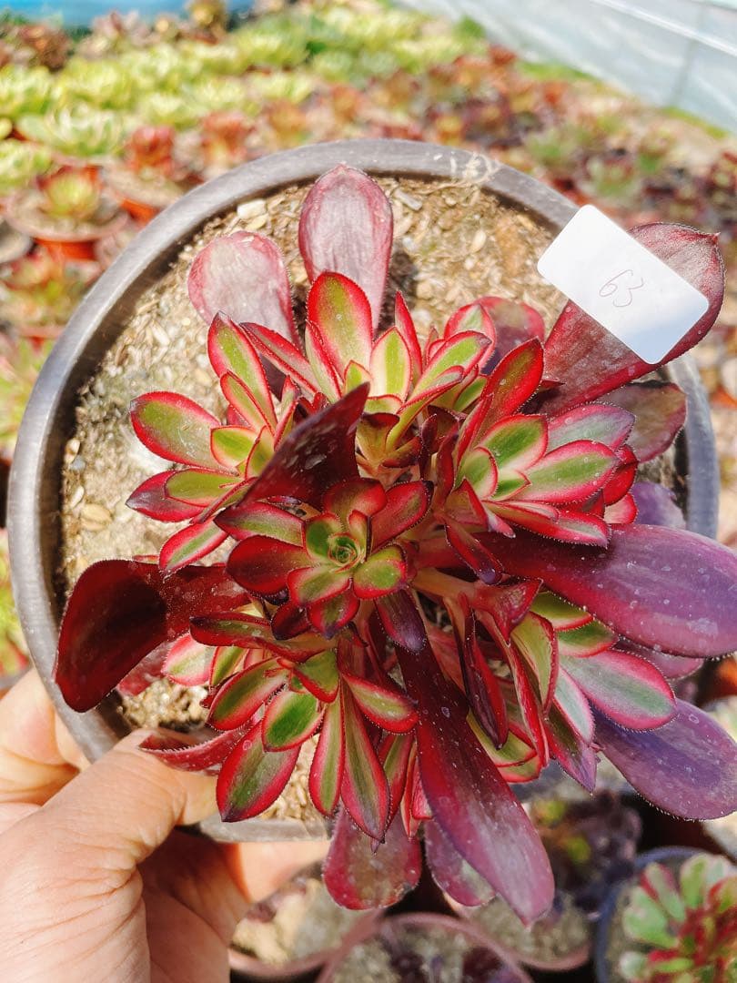 63 シャネル 小群生 アエオニウム 多肉植物 抜き苗 - メルカリ