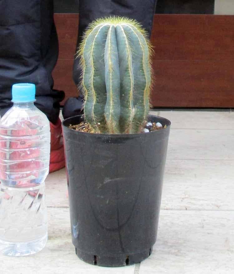 現品】サボテン・エリオカクタス・英冠玉 6号 3J番 - メルカリ