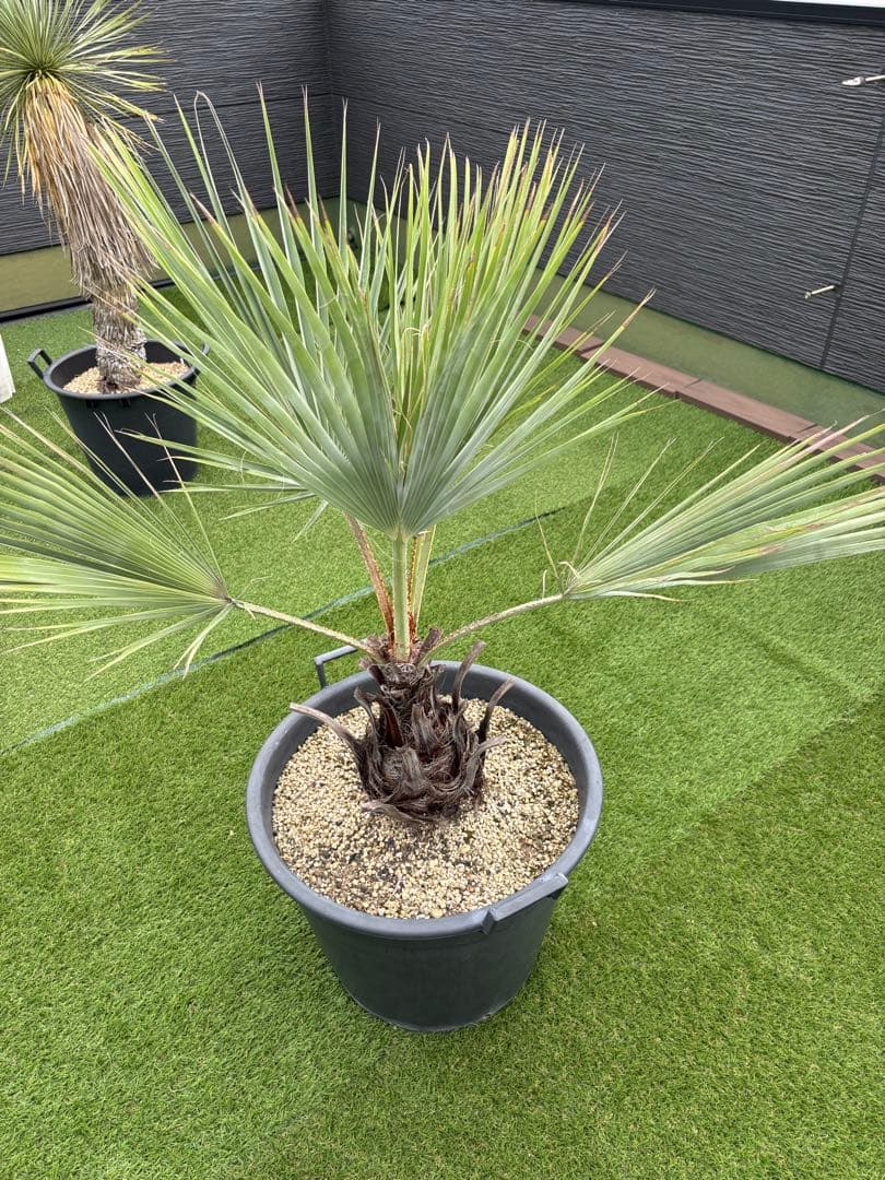 ブラヘアアルマータ　H900mm 引き取り限定　値引き可