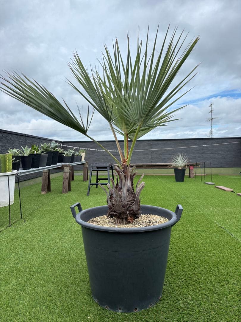 ブラヘアアルマータ　H900mm 引き取り限定　値引き可