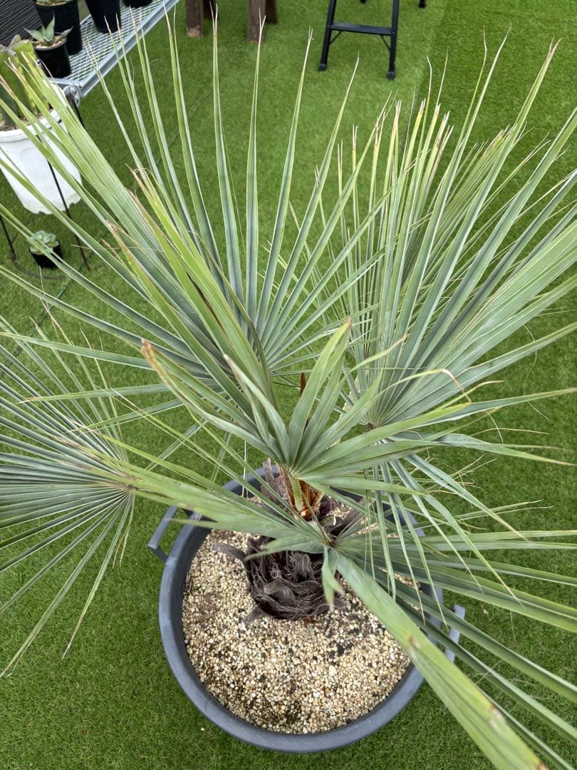 ブラヘアアルマータ　H900mm 引き取り限定　値引き可