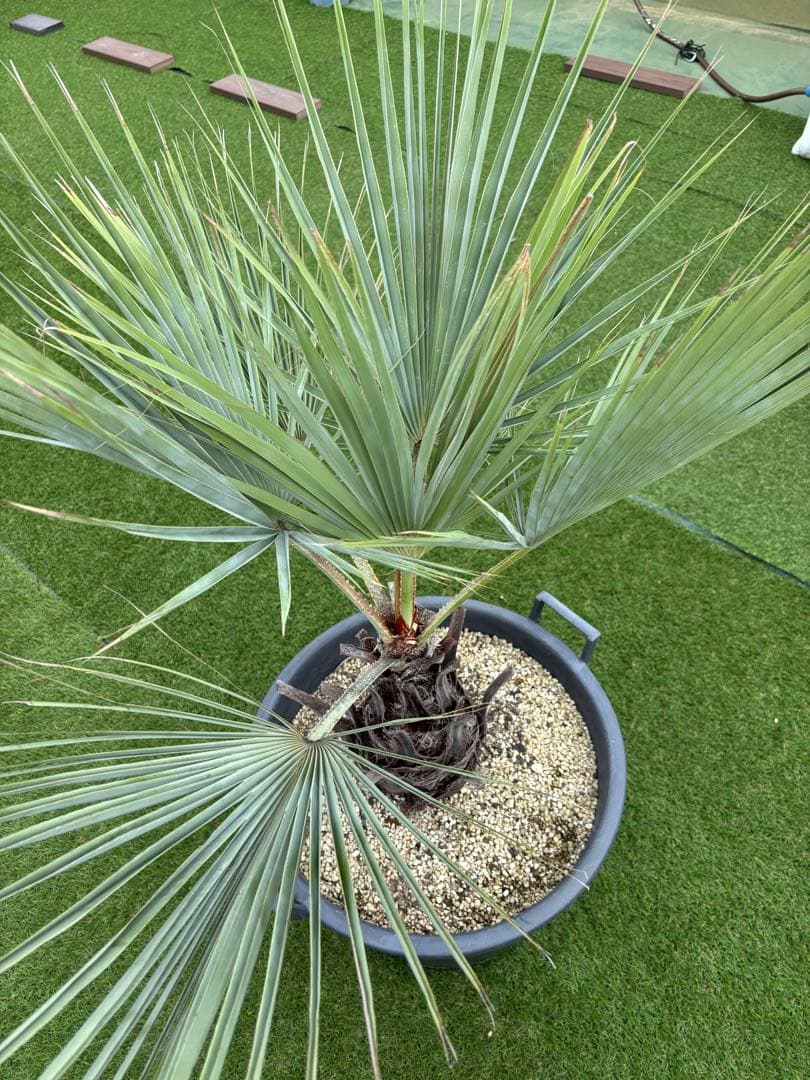 ブラヘアアルマータ　H900mm 引き取り限定　値引き可