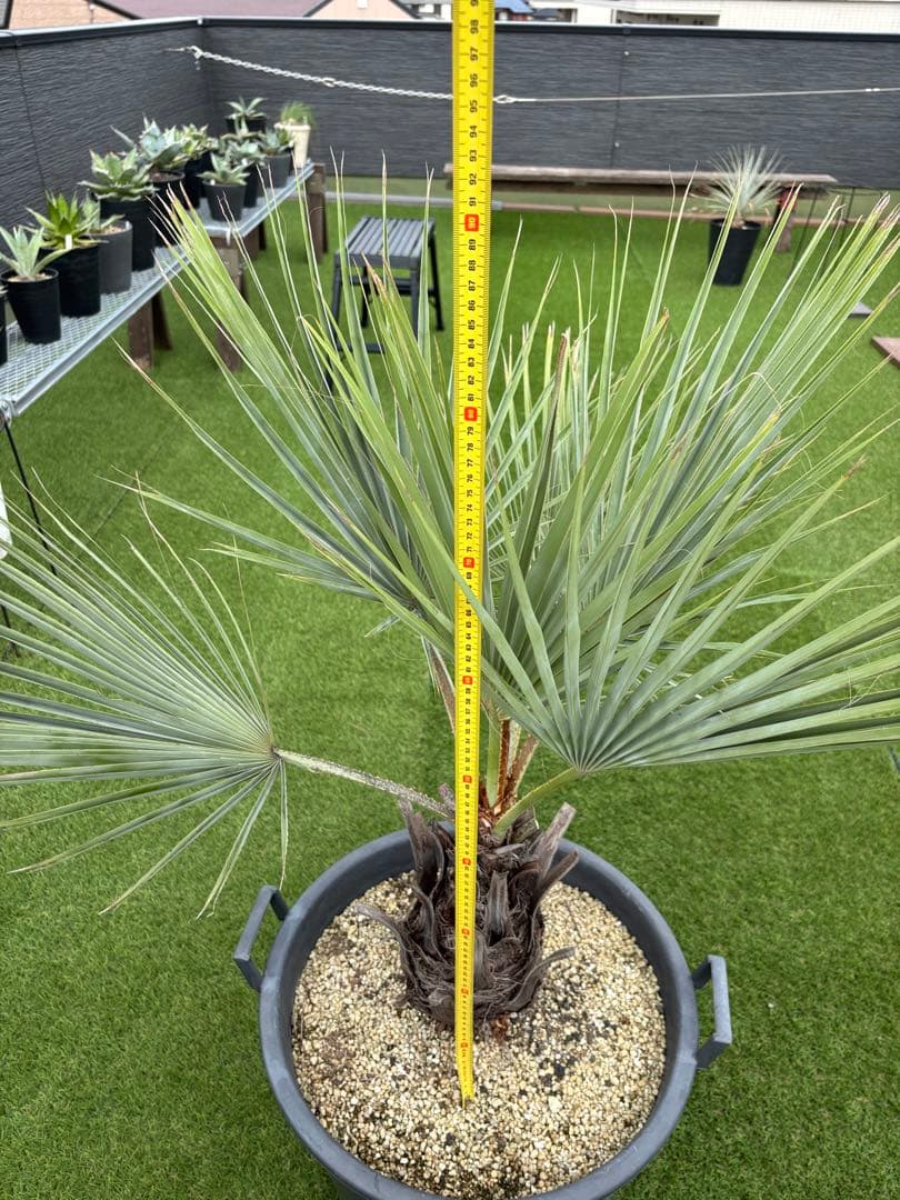 ブラヘアアルマータ　H900mm 引き取り限定　値引き可