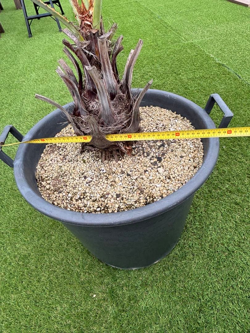 ブラヘアアルマータ　H900mm 引き取り限定　値引き可