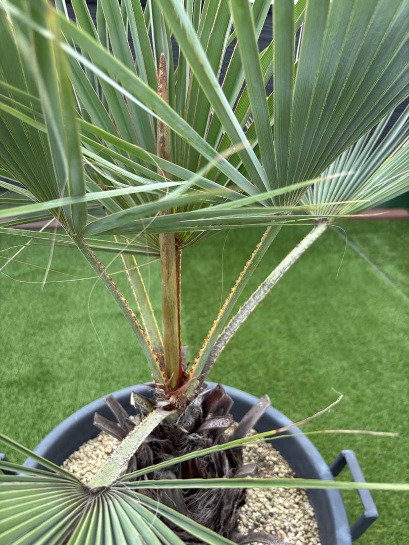 ブラヘアアルマータ　H900mm 引き取り限定　値引き可