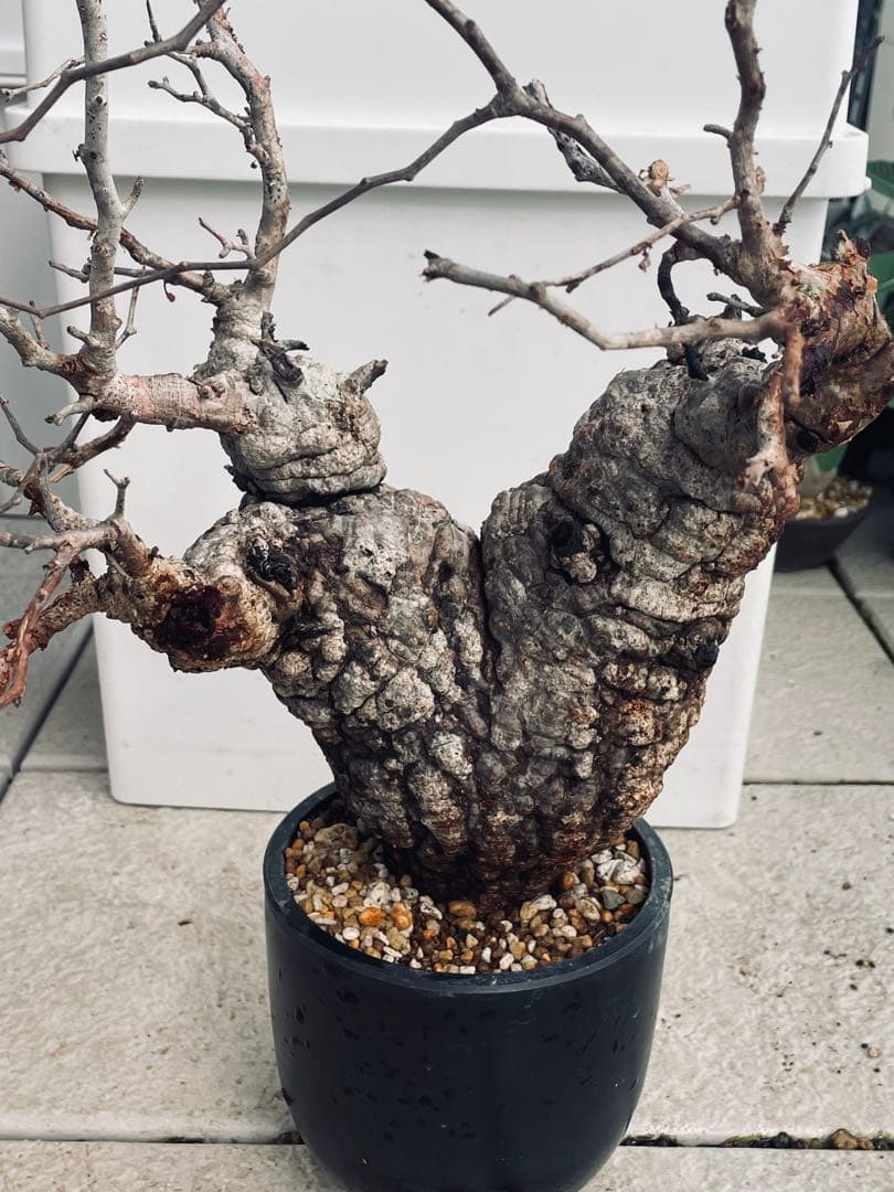 【特価】芽吹き株①オペルクリカリア パキプス ベアルート