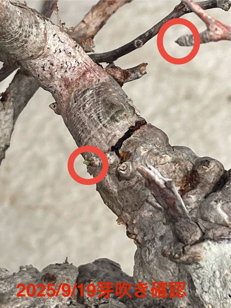 【特価】芽吹き株①オペルクリカリア パキプス ベアルート