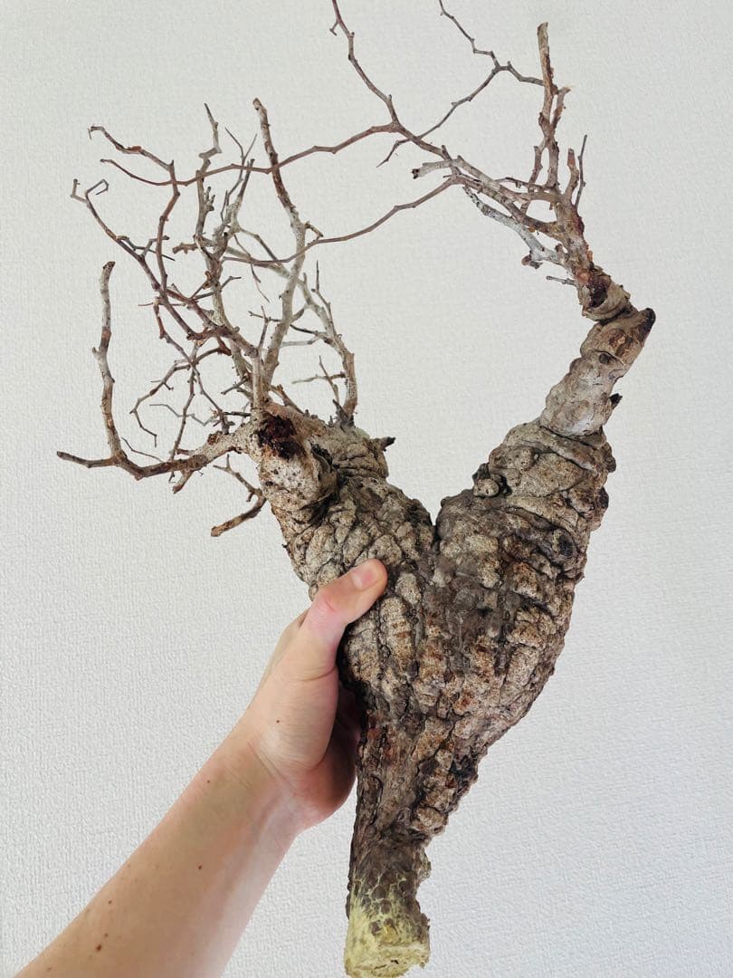 【特価】芽吹き株①オペルクリカリア パキプス ベアルート