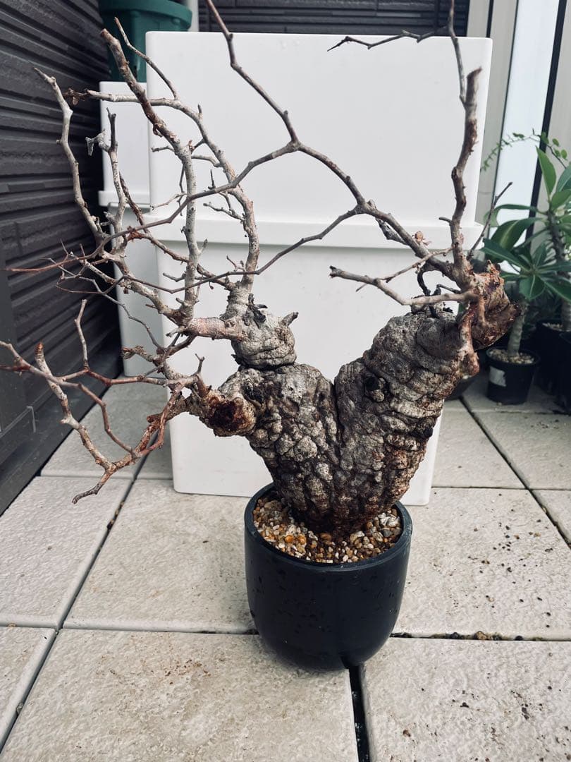 【特価】芽吹き株①オペルクリカリア パキプス ベアルート