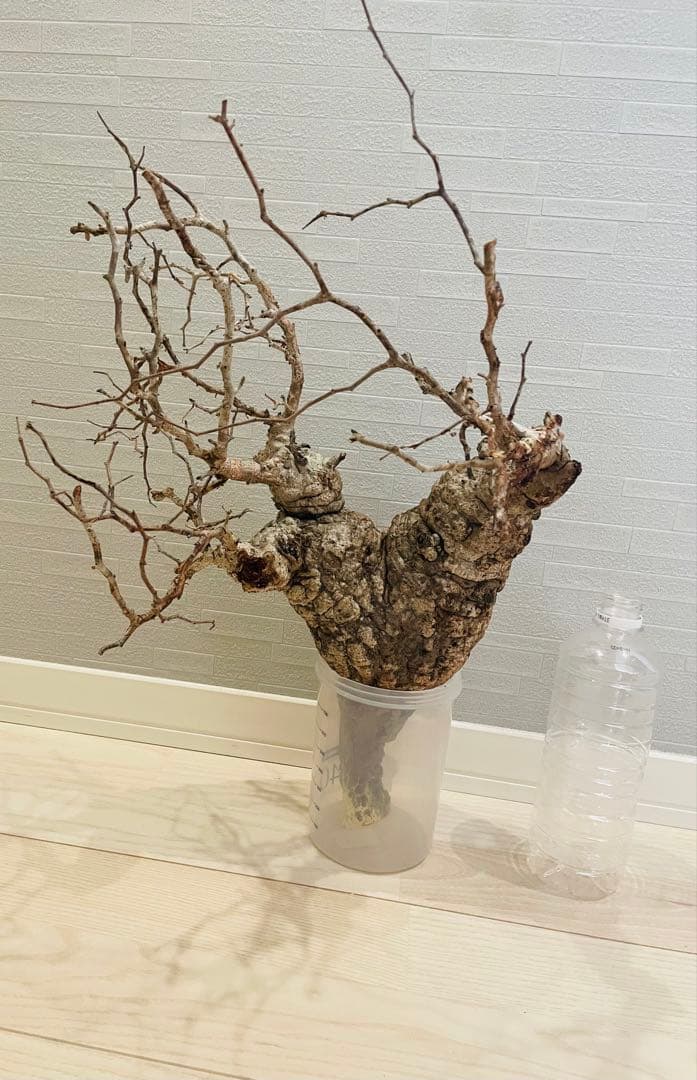 【特価】芽吹き株①オペルクリカリア パキプス ベアルート