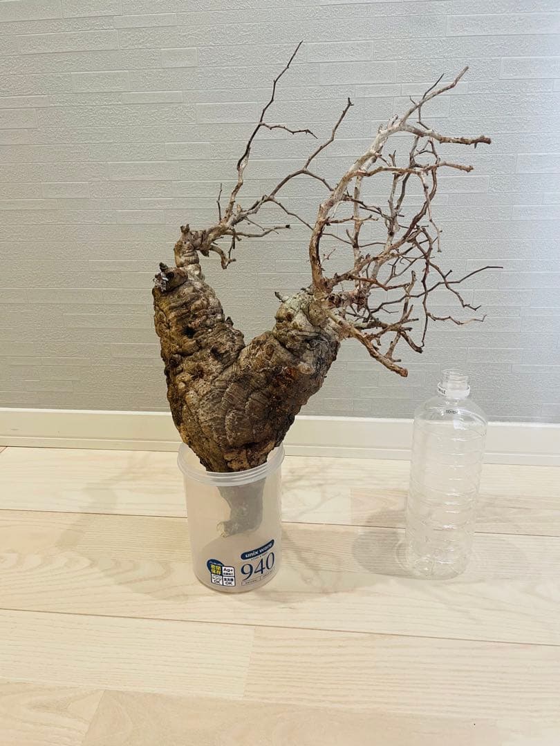 【特価】芽吹き株①オペルクリカリア パキプス ベアルート