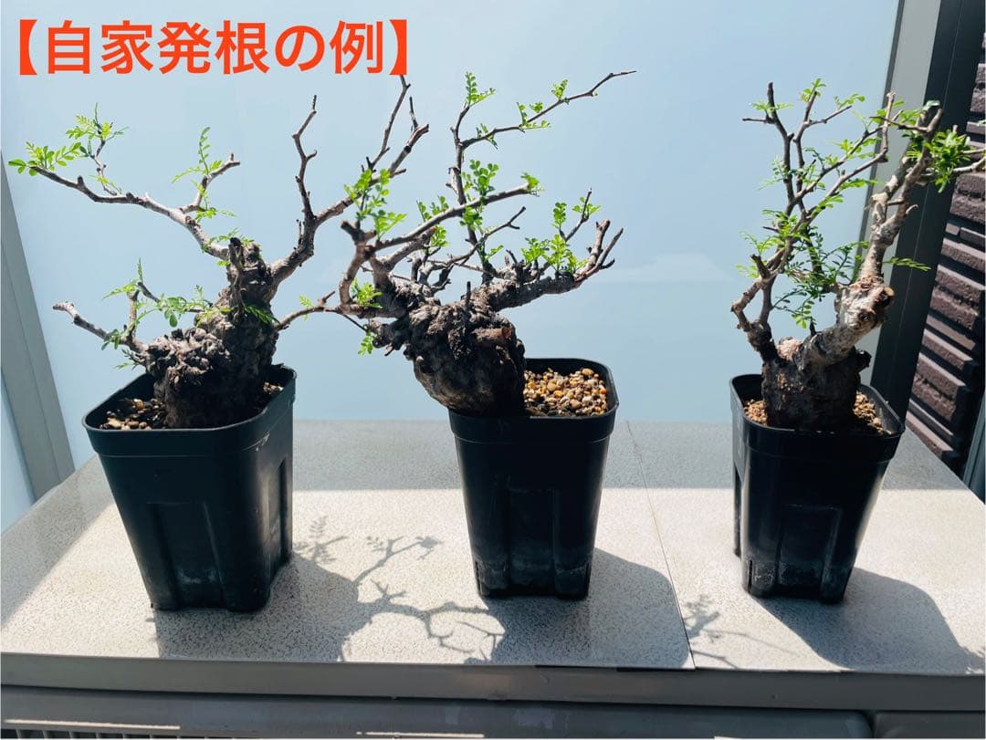 【特価】芽吹き株①オペルクリカリア パキプス ベアルート