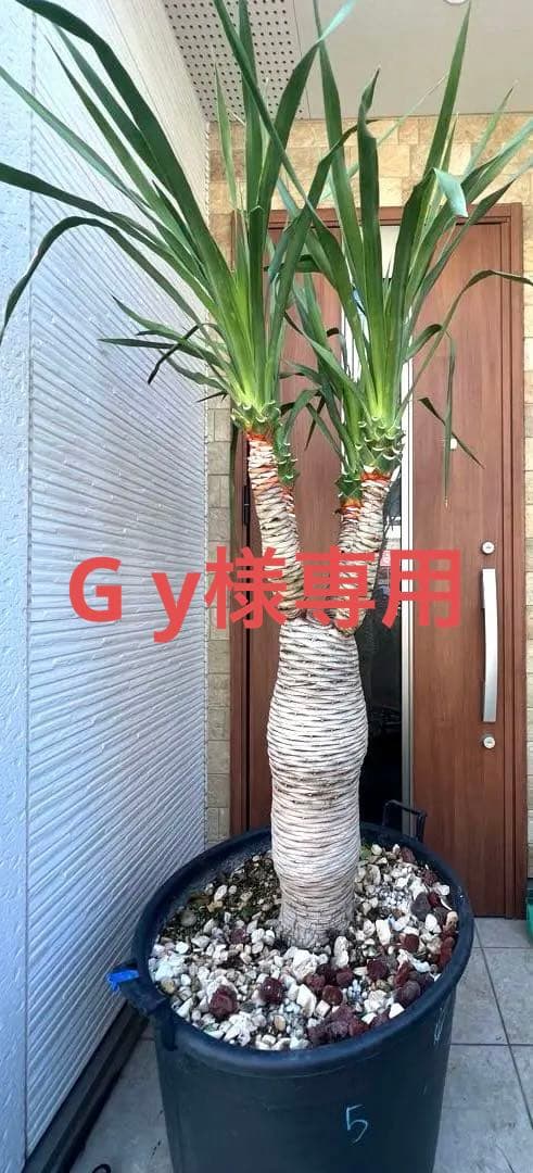 一生に一度出会えるか？ 【特別価格】極太ドラセナドラコ ※引き取り限定