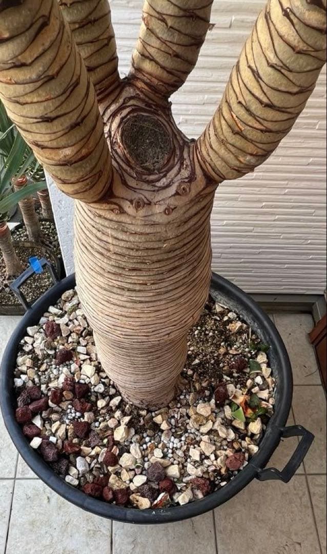 一生に一度出会えるか？ 【特別価格】極太ドラセナドラコ ※引き取り限定