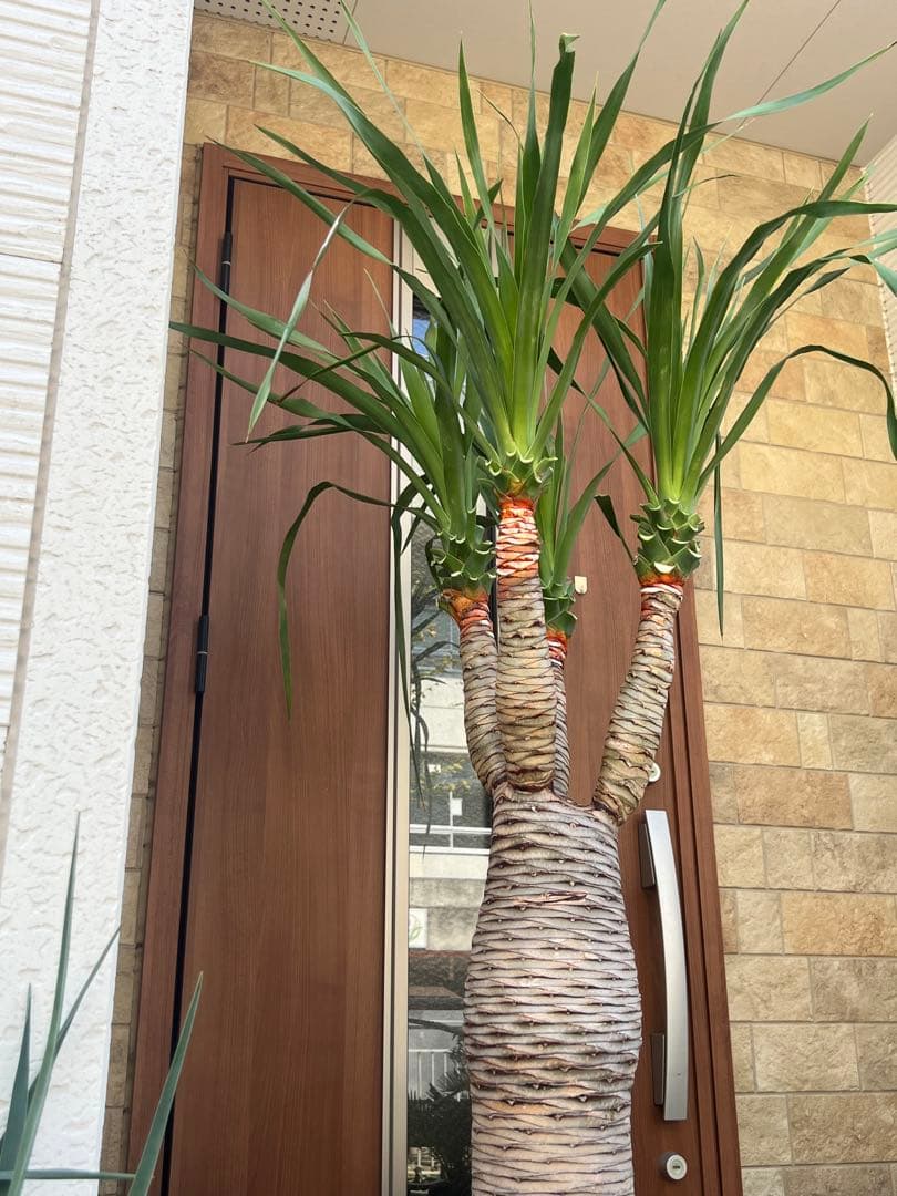 一生に一度出会えるか？ 【特別価格】極太ドラセナドラコ ※引き取り限定