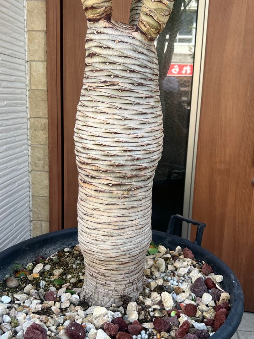 一生に一度出会えるか？ 【特別価格】極太ドラセナドラコ ※引き取り限定