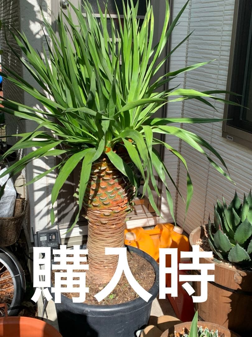 一生に一度出会えるか？ 【特別価格】極太ドラセナドラコ ※引き取り限定