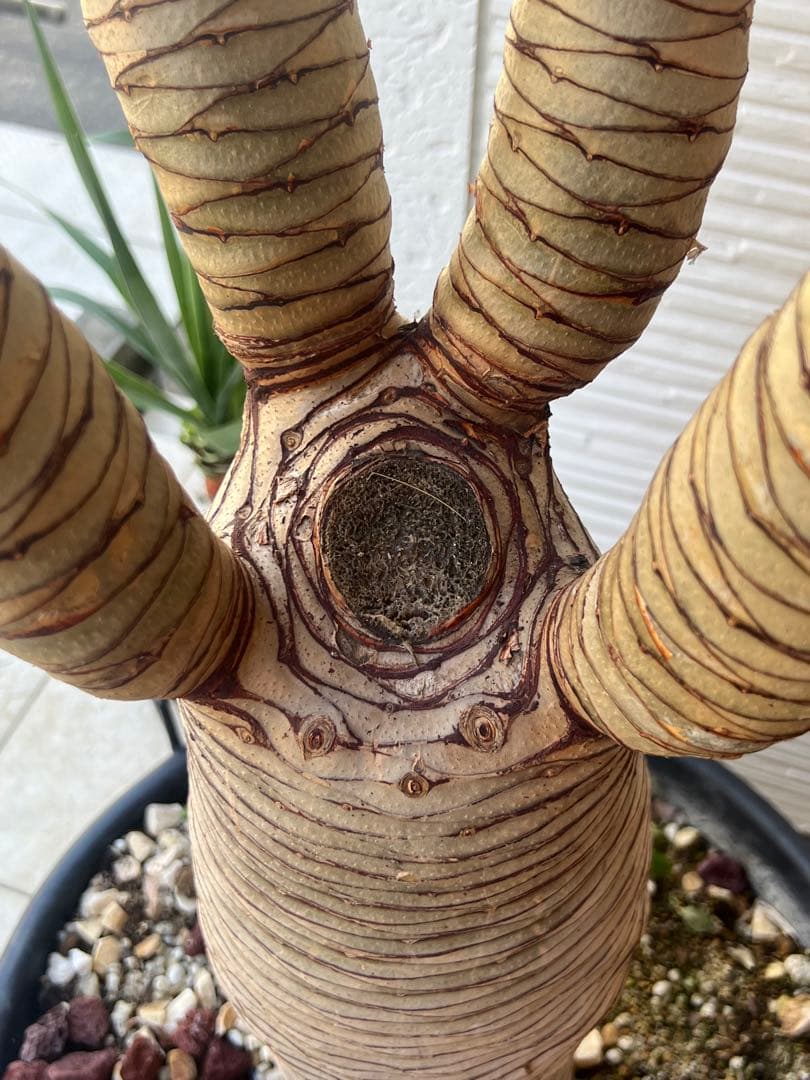 一生に一度出会えるか？ 【特別価格】極太ドラセナドラコ ※引き取り限定