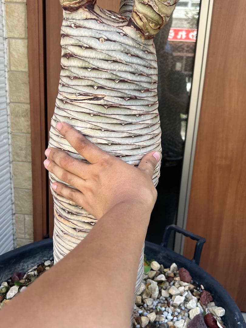 一生に一度出会えるか？ 【特別価格】極太ドラセナドラコ ※引き取り限定