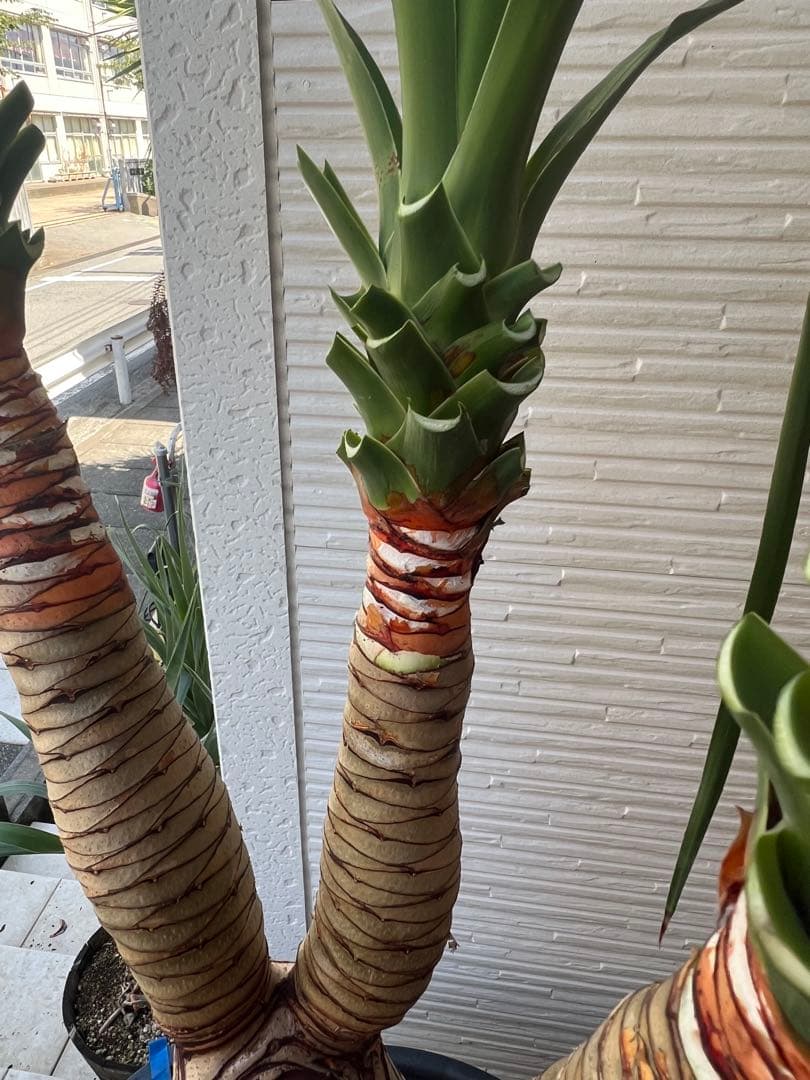 一生に一度出会えるか？ 【特別価格】極太ドラセナドラコ ※引き取り限定