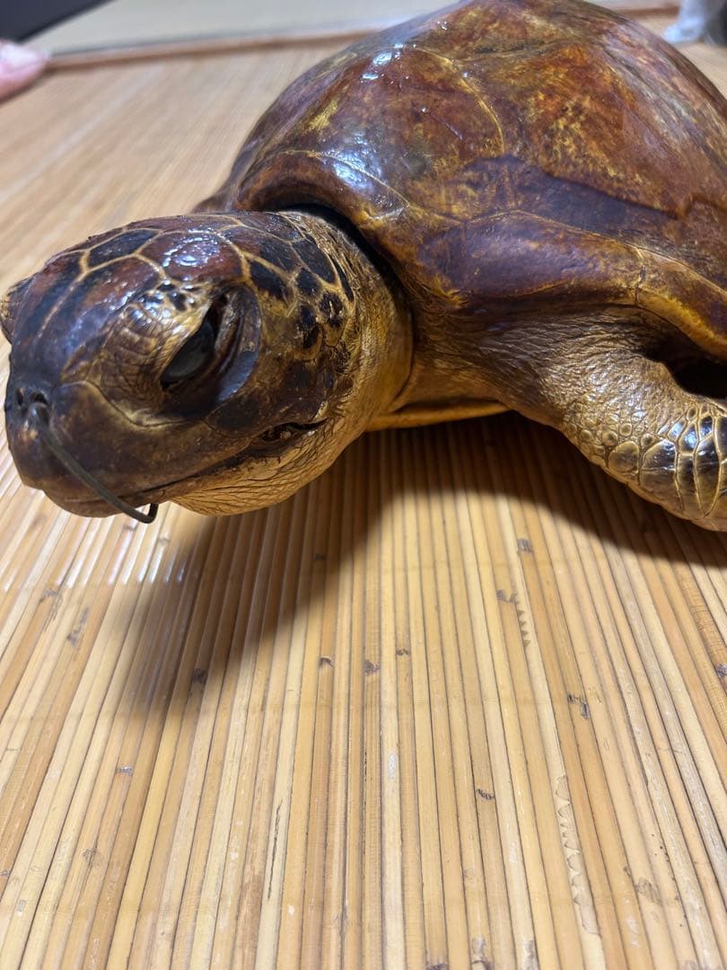 ウミガメ剥製　国際希少野生動植物種登録票有
