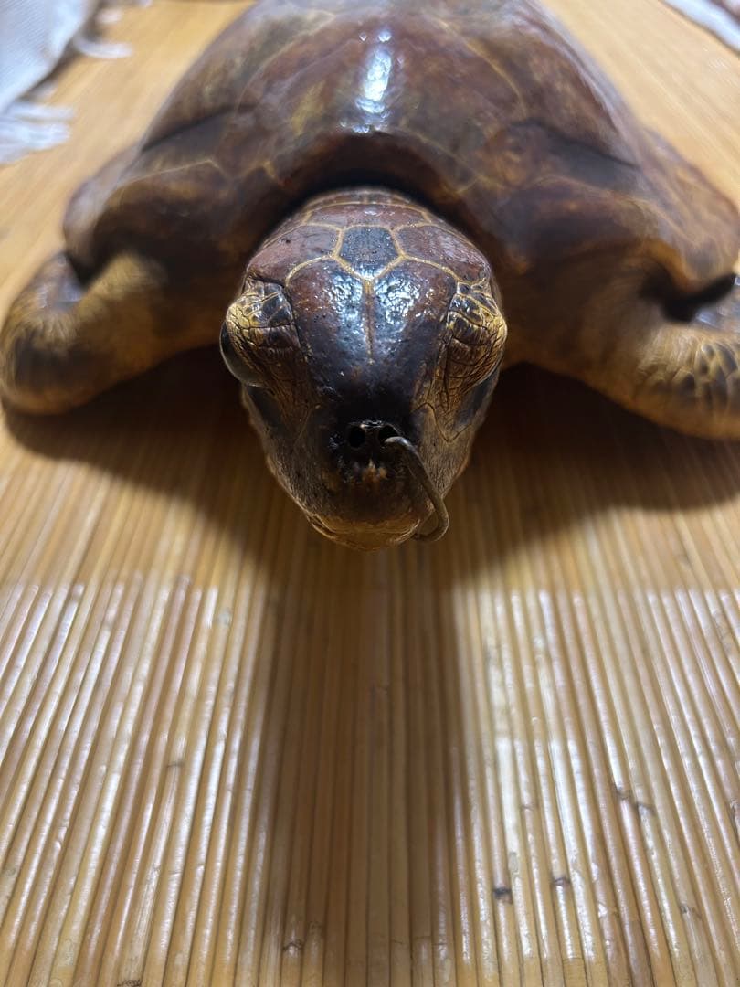 ウミガメ剥製　国際希少野生動植物種登録票有