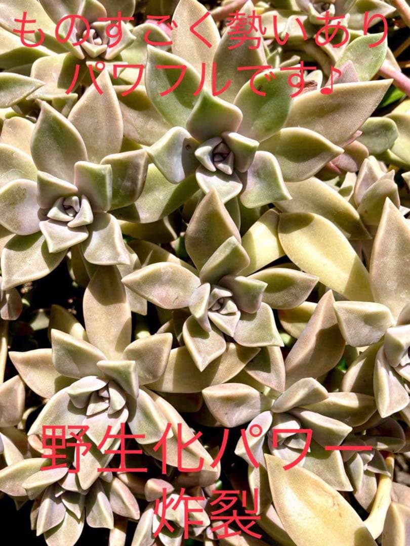 完売　　森で完全野生化！【朧月＊森村万年草】インドの可愛い鉢植え＊大小セットで！