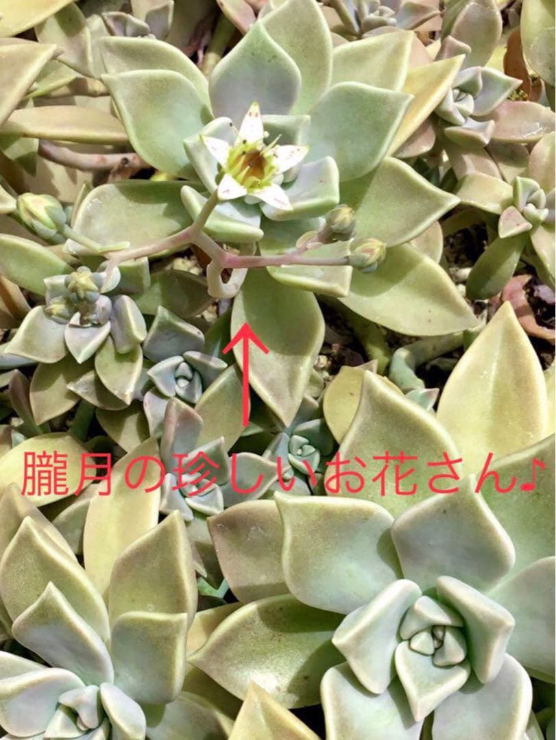 完売　　森で完全野生化！【朧月＊森村万年草】インドの可愛い鉢植え＊大小セットで！