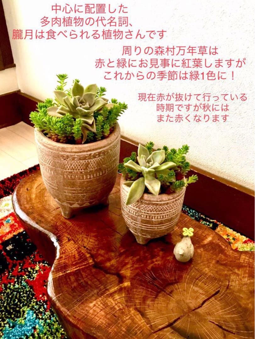 完売　　森で完全野生化！【朧月＊森村万年草】インドの可愛い鉢植え＊大小セットで！