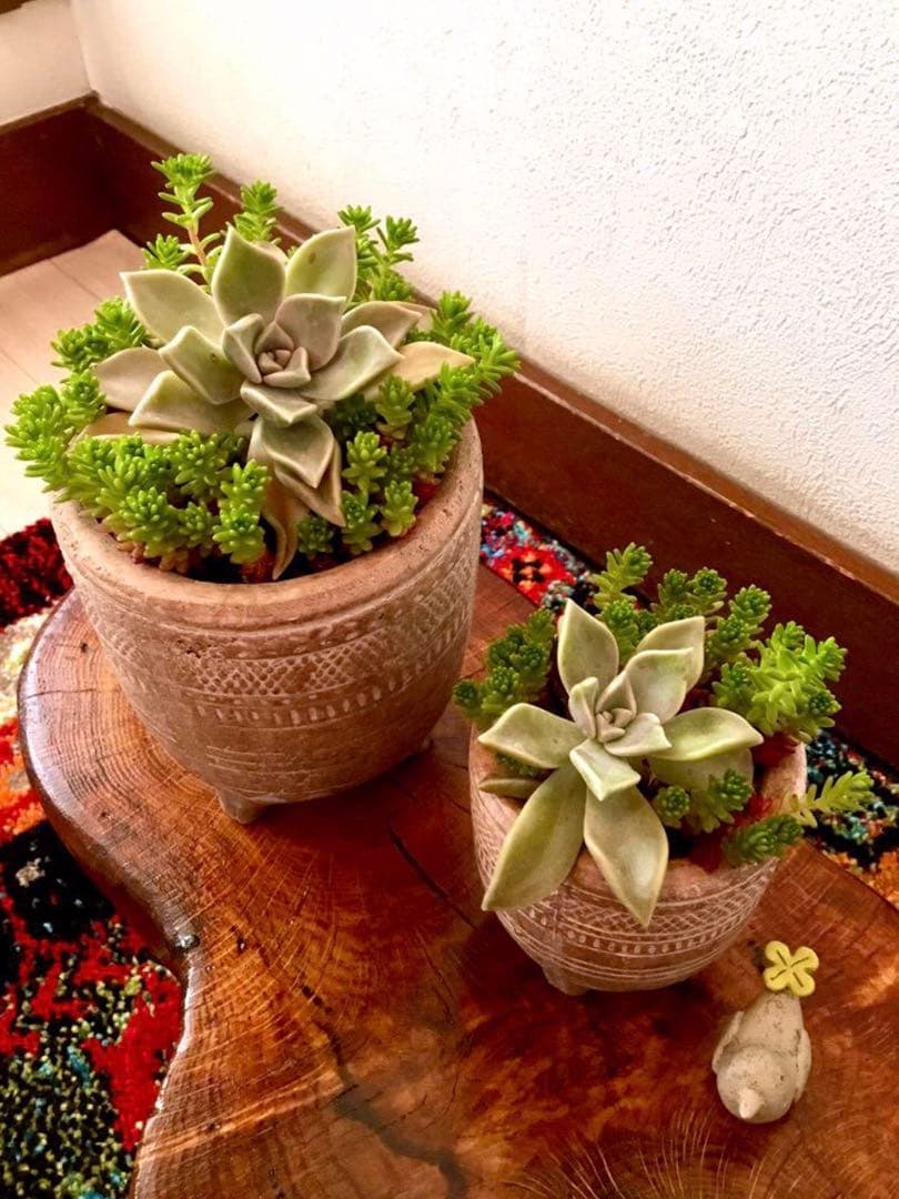 完売　　森で完全野生化！【朧月＊森村万年草】インドの可愛い鉢植え＊大小セットで！